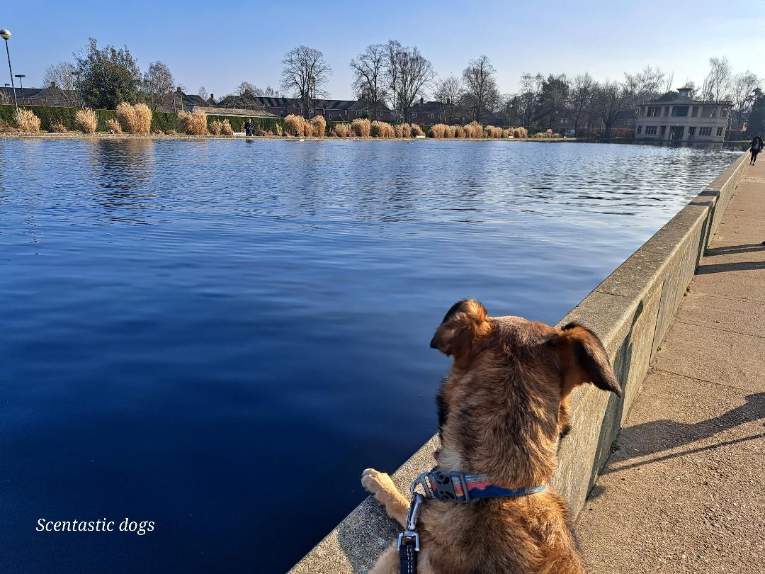 Proving positive dog walks and services Scentastic Dogs