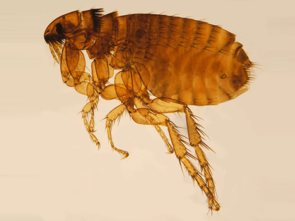 Floh Harms Schädlingsbekämpfung