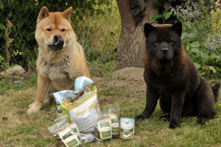 Hundefutter Test „Insekten“ von Bellfor Ein Hundeblog
