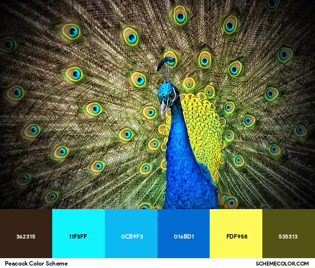 Peacock Color Scheme Image Color Palettes