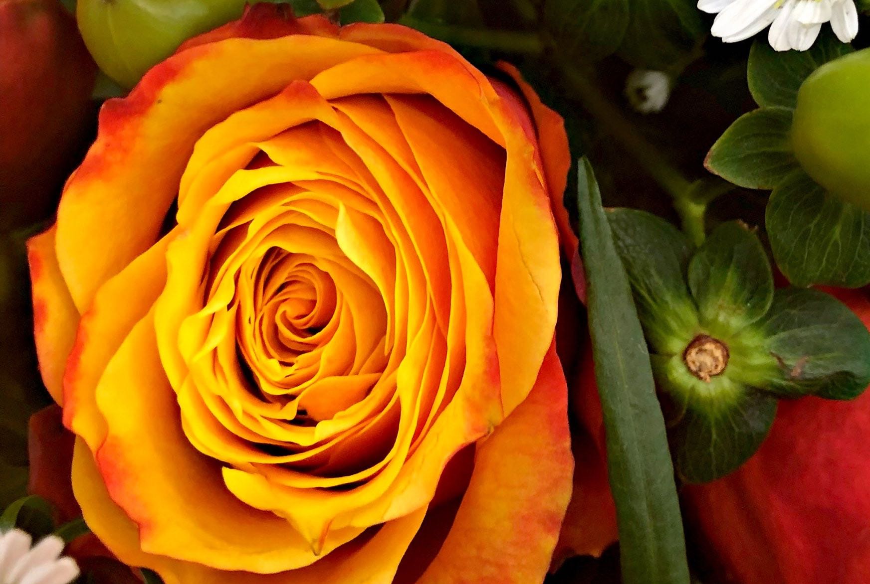 Burning Rose Color Scheme Image Color Palettes