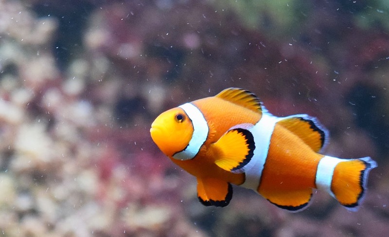 Clown Fish Color Scheme » Image »