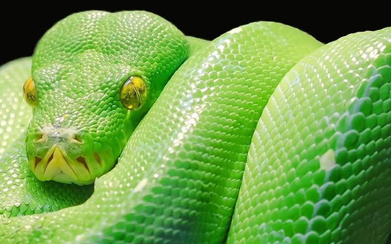 Green Python Color Scheme » Image »