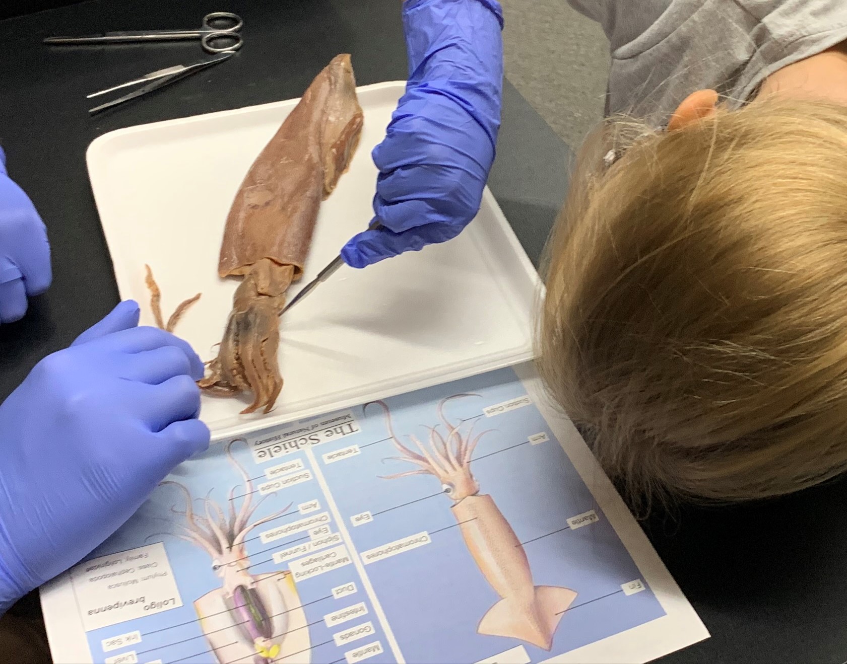 Animal Dissection Outreach Schiele Museum