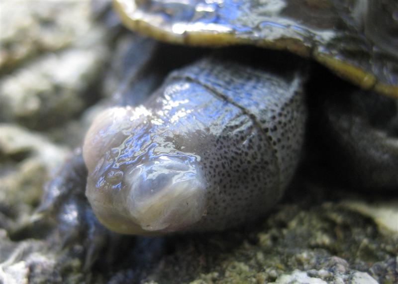 Augenkrankheit zugeschwollene Augen, Diamantschildköte