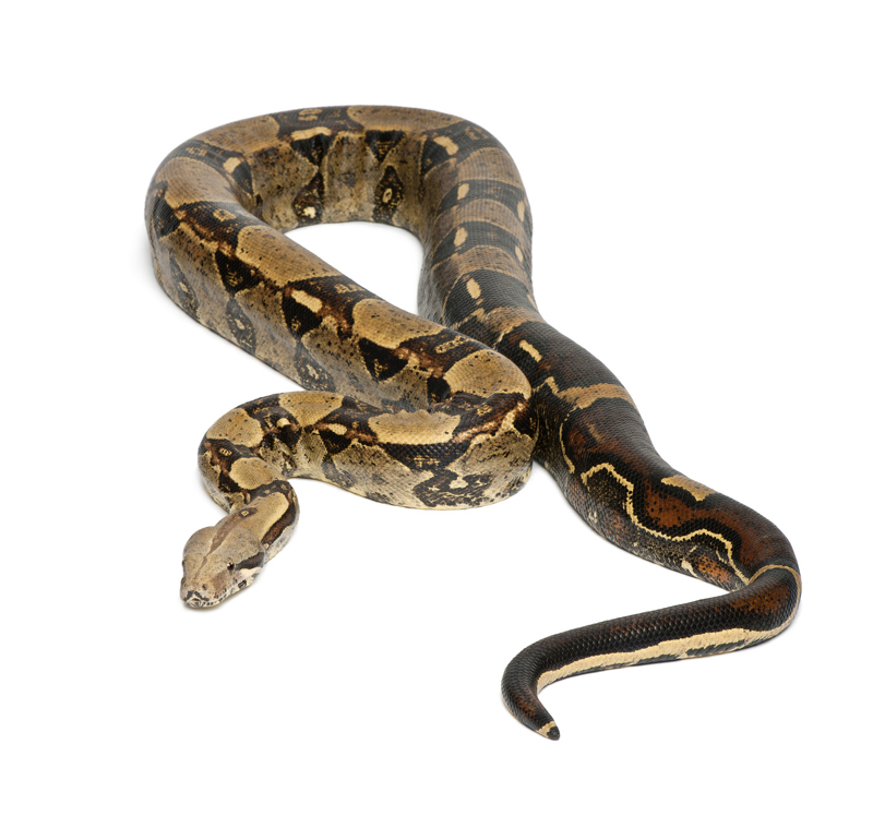 Boa Constrictor SchlangenRatgeber.de
