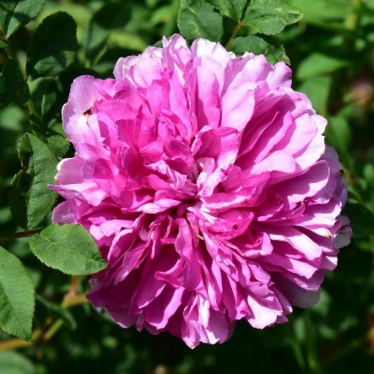 Rosa roxburghii plena Rose 1600+ Rosen online kaufen