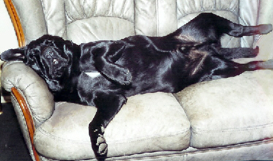 Hund pinkelt auf Sofa und Bett Der Hund