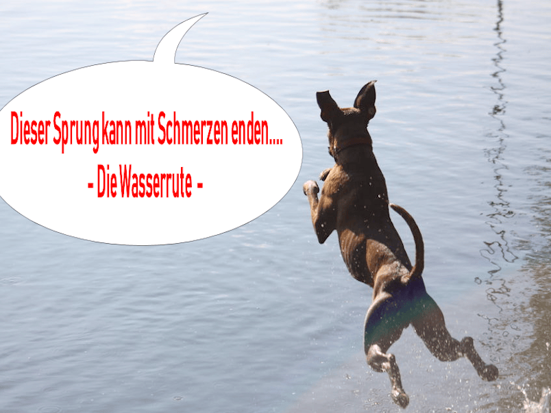 Die Wasserrute beim Hund schmuseflummi