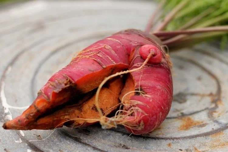 Ultimate Guide to Growing and Using Carrots SchneiderPeeps