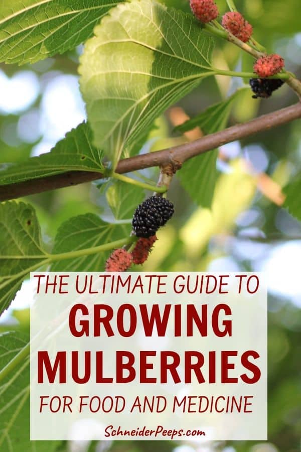 Cultiver un mûrier {et comment utiliser les feuilles, les branches et