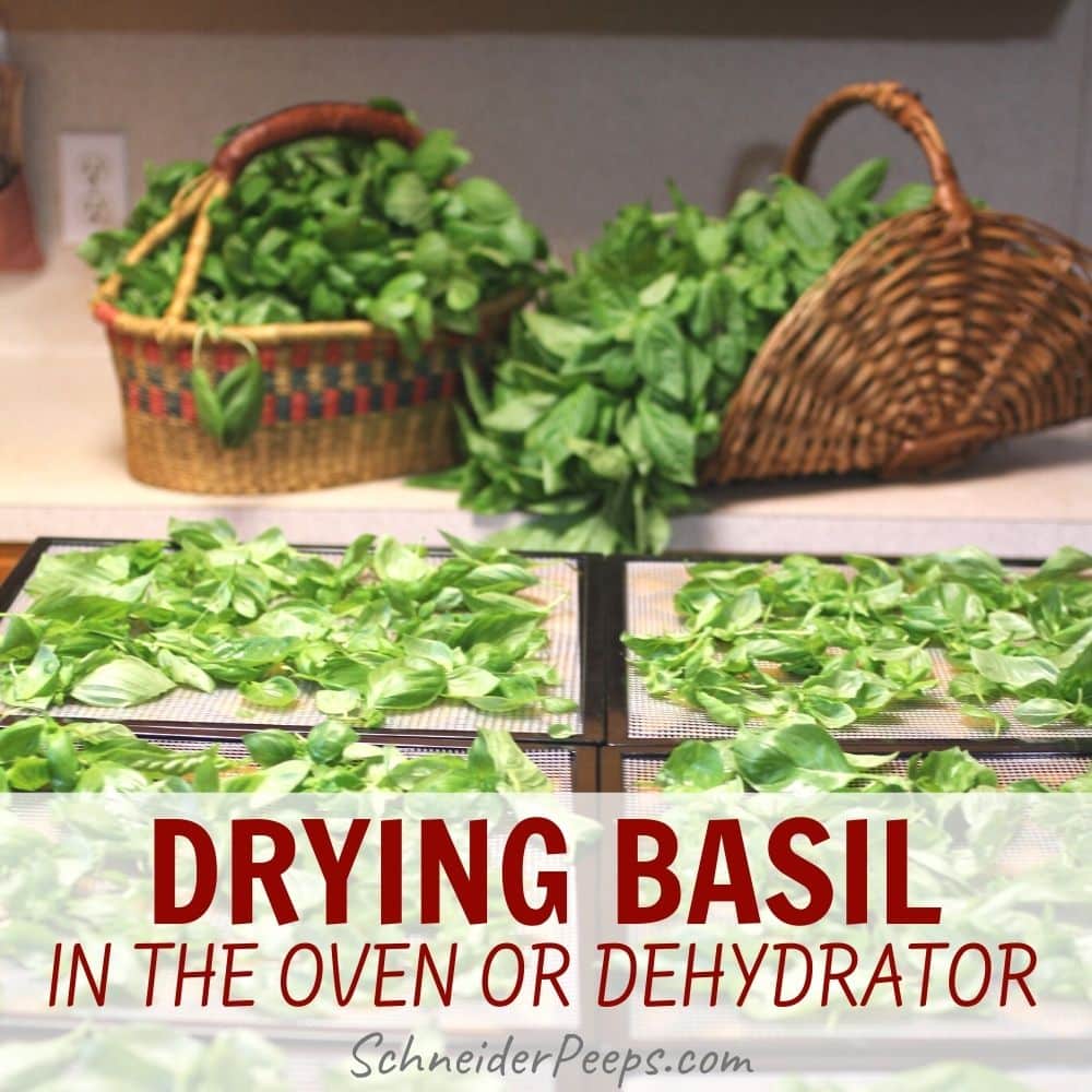 3 Simple Ways of Drying Basil at Home SchneiderPeeps