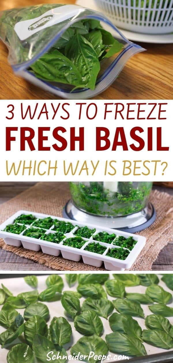 Freezing Basil How to Store Fresh Basil in the Freezer PlantHD