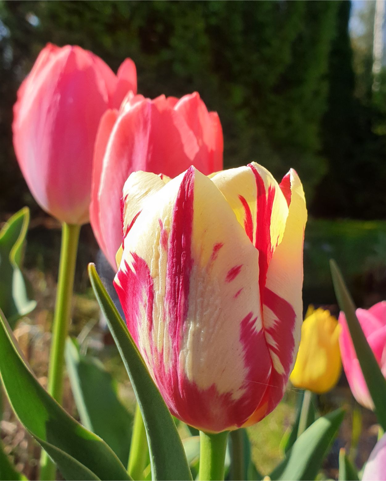 6/21 Die Tulpe PANOPTIKUM Dr. Apollonia Schönfelder Steuerberatungs GmbH