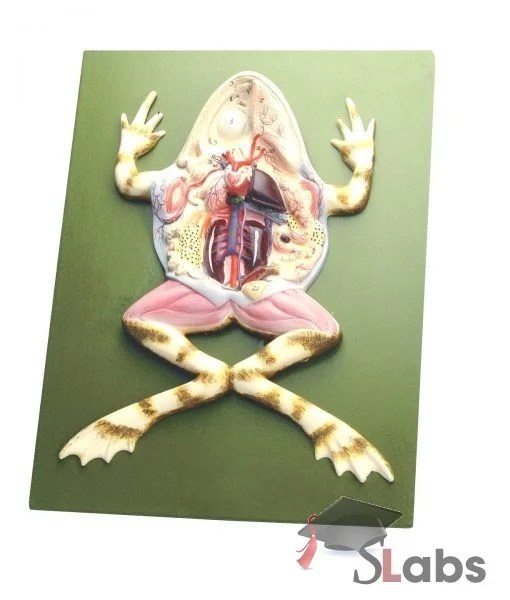 Frog Dissection Scholars Labs