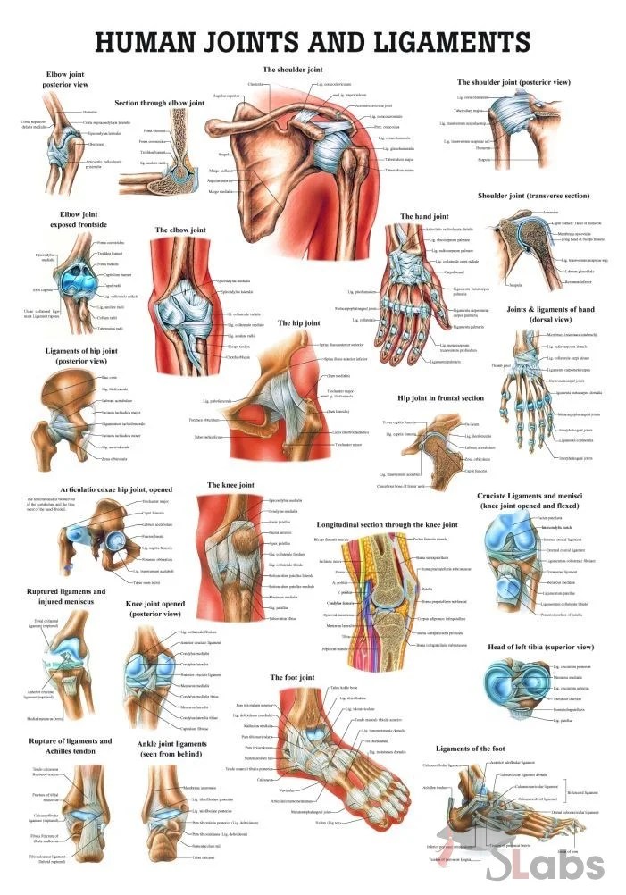 Human Joints And Ligaments Scholars Labs
