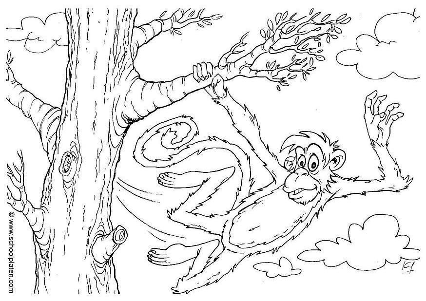 Ausmalbild Dschungel Affe