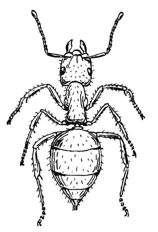 Malvorlage Ameise Kostenlose Ausmalbilder Zum Ausdrucken Bild 12909.