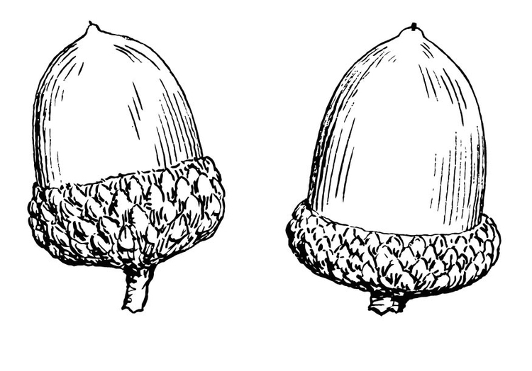 Malvorlage Eichel Kostenlose Ausmalbilder Zum Ausdrucken Bild 15694.