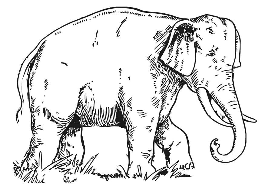 Malvorlage Elefant Ausmalbild 16596.