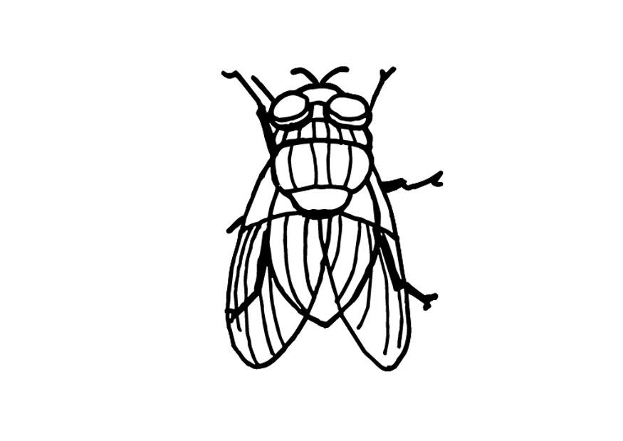 Malvorlage Fliege Kostenlose Ausmalbilder Zum Ausdrucken Bild 9699.