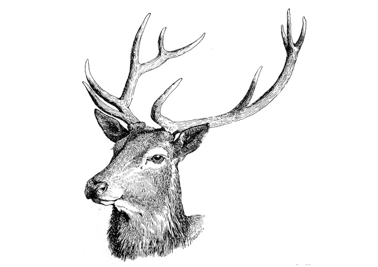 Malvorlage Hirsch Kostenlose Ausmalbilder Zum Ausdrucken Bild 9757.