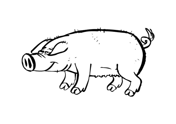 Malvorlage Schwein Kostenlose Ausmalbilder Zum Ausdrucken Bild 9697.