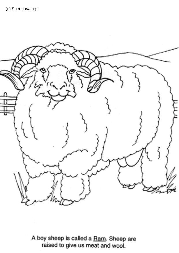 Malvorlage Widder Kostenlose Ausmalbilder Zum Ausdrucken Bild 6014.