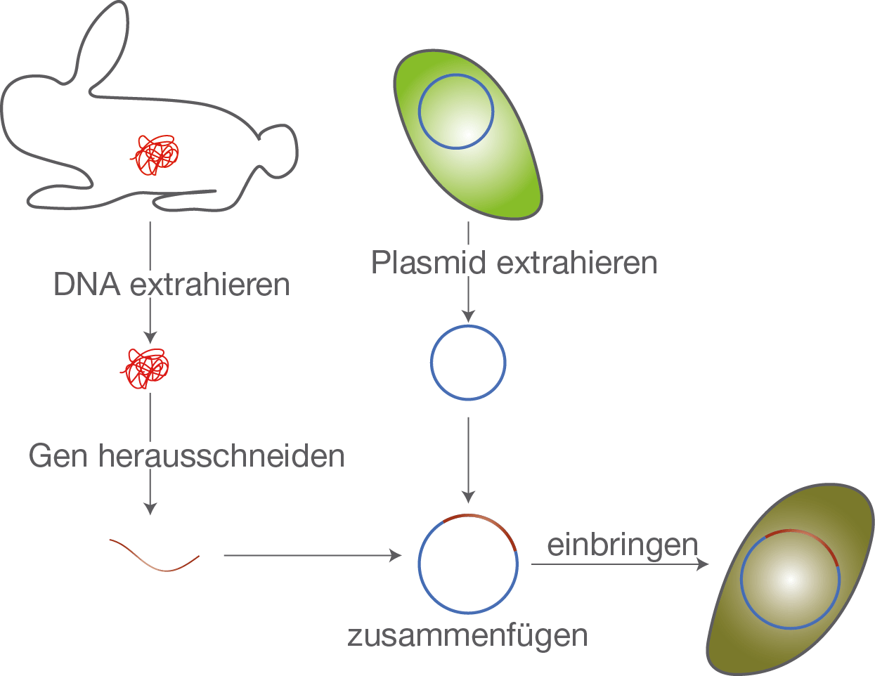 Gentechnik SchulLV