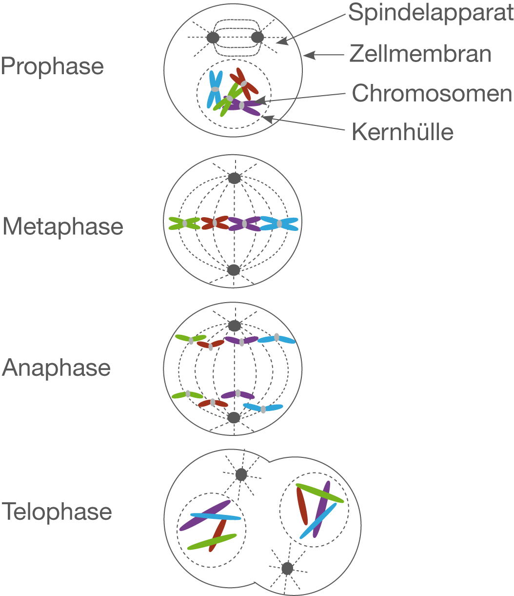 Schematische Darstellung Mitose