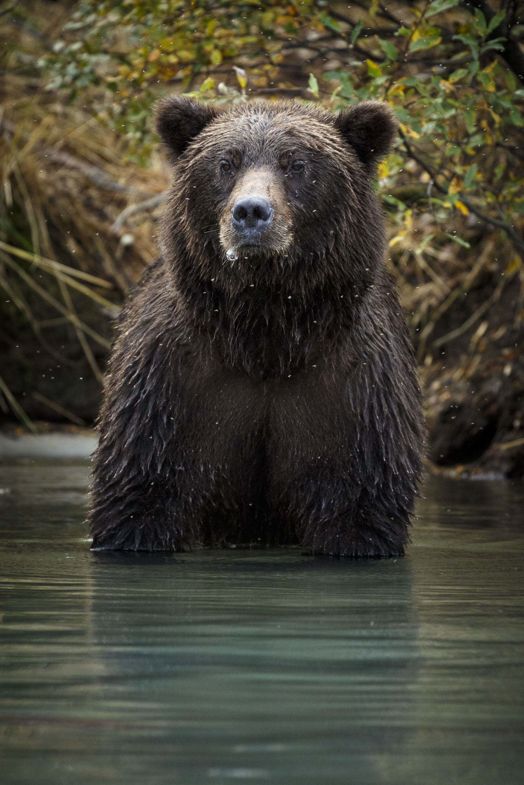Alaska Wildlife Photography Jeff Schultz