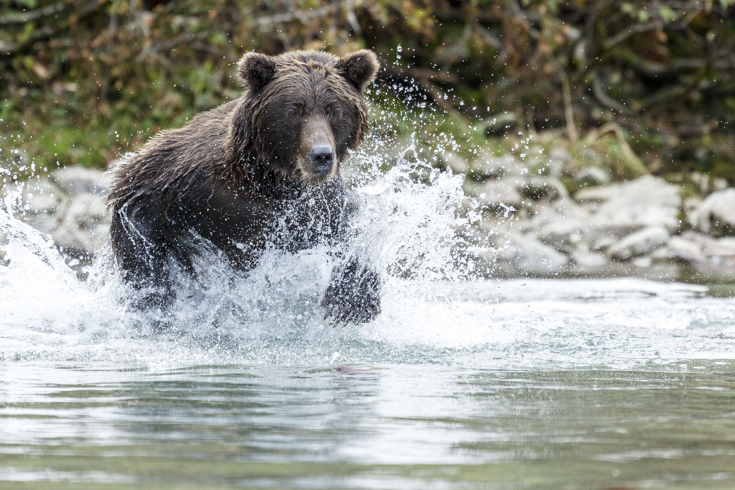 Alaska Wildlife Photography Jeff Schultz
