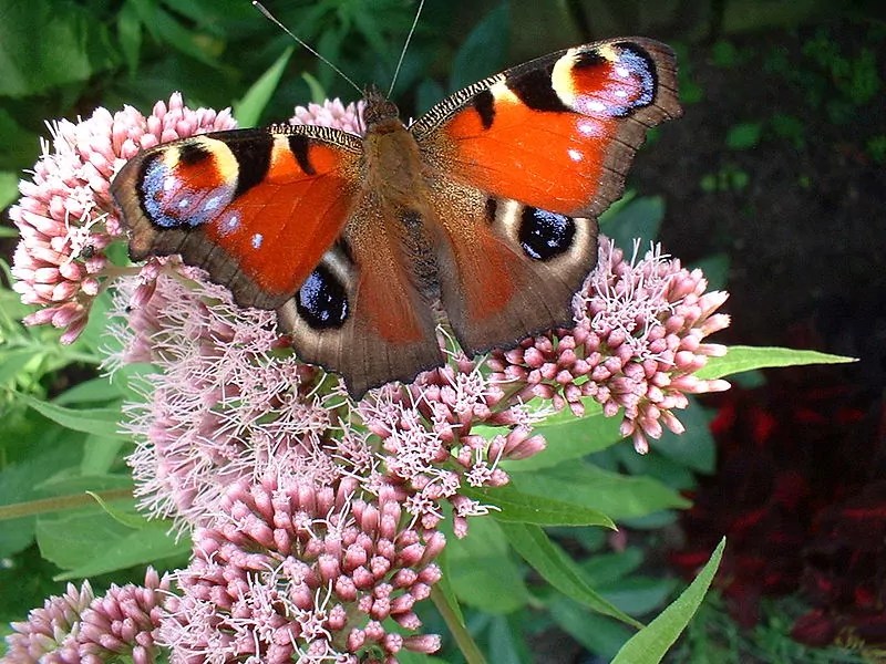 Mehr Schmetterlinge im Garten mit den richtigen Pflanzen