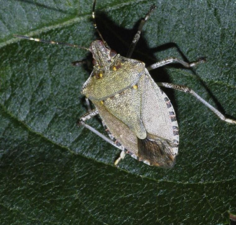 Eating stink bugs could boost health in Africa