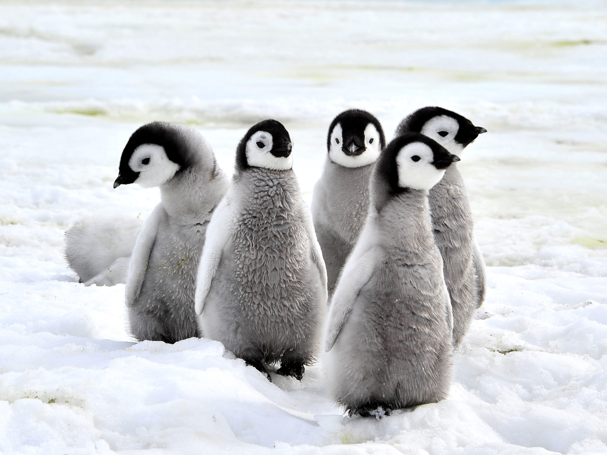 How do Penguins stay warm? Winter Science for Kids