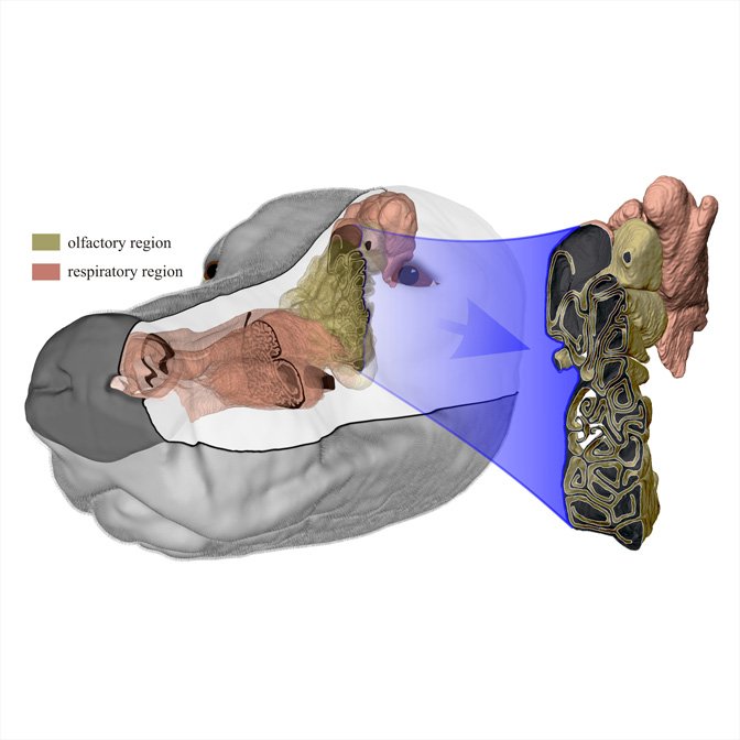 Why Dog's Sense Of Smell Is So Good?