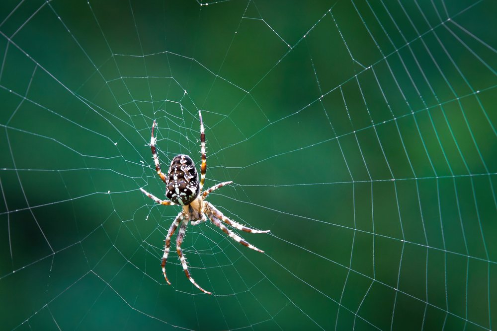 How do Spiders avoid Getting Caught up in their own Webs? » Science ABC