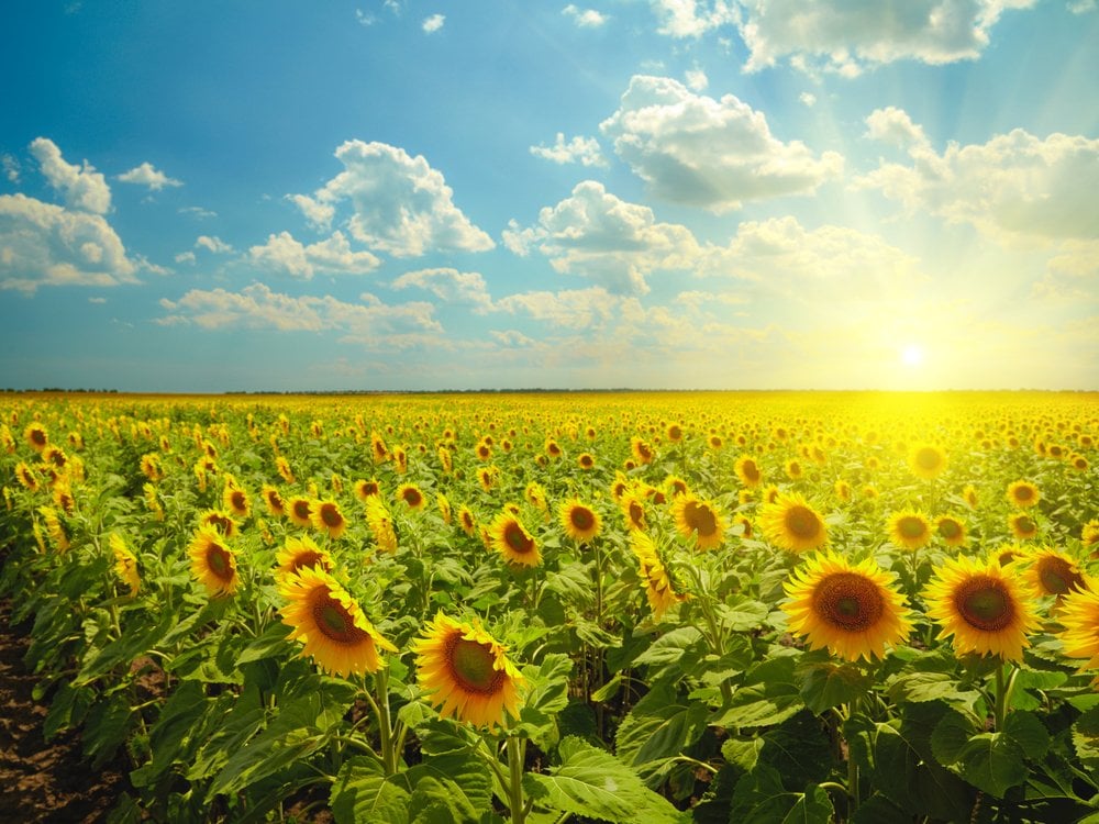 Why Do Sunflowers Always Face The Sun? » ScienceABC