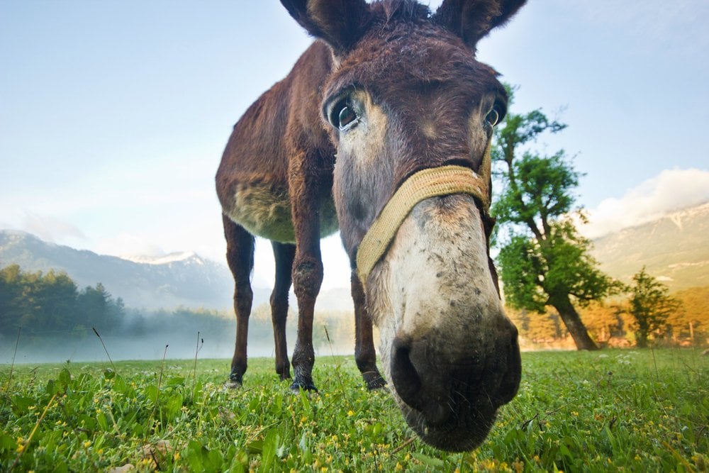 How Do Animals Communicate? » ScienceABC