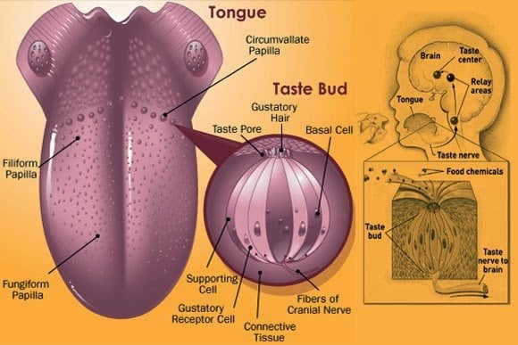 How Does Sense Of Taste Work? Why Do We Miss It When We