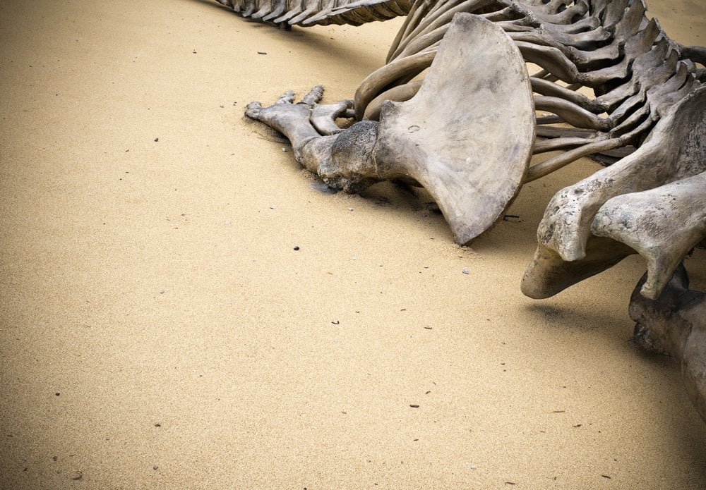 How Long Does It Take For Bones To