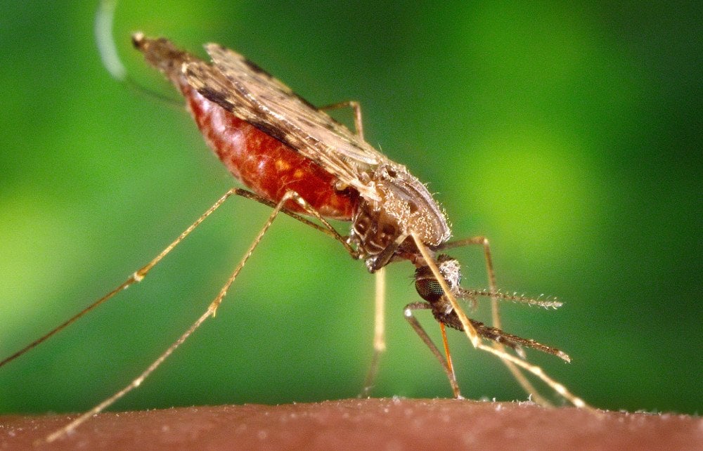 Are Mosquitoes That Carry Malaria Parasites Also Affected Science Abc