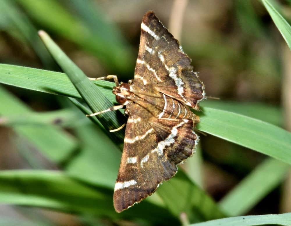 Moth Diet What Do Moths Eat?