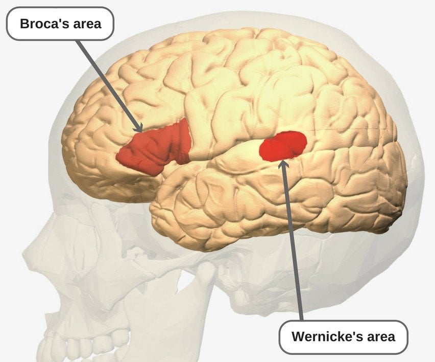 Receptive Bilingualism Understanding A Language Without Speaking It