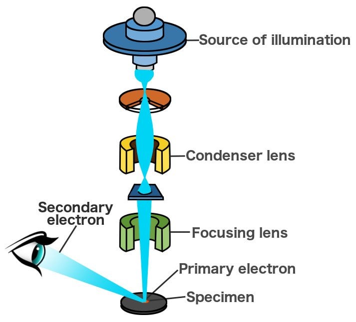 Electron Microscope How Does An Electron Microscope Work?