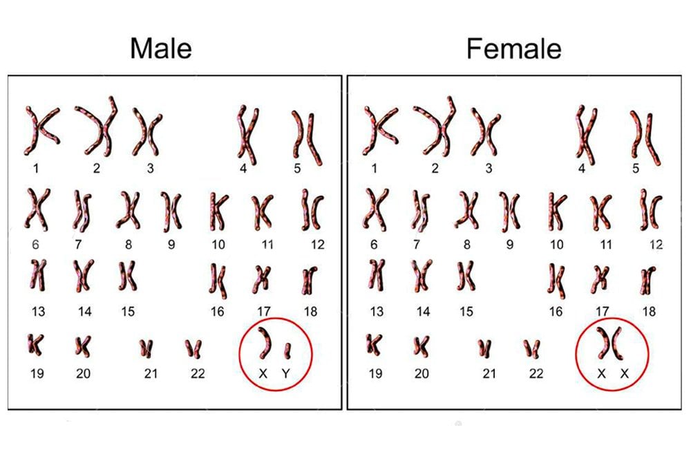 Male Chromosome Why Do Males Need An X Chromosome?