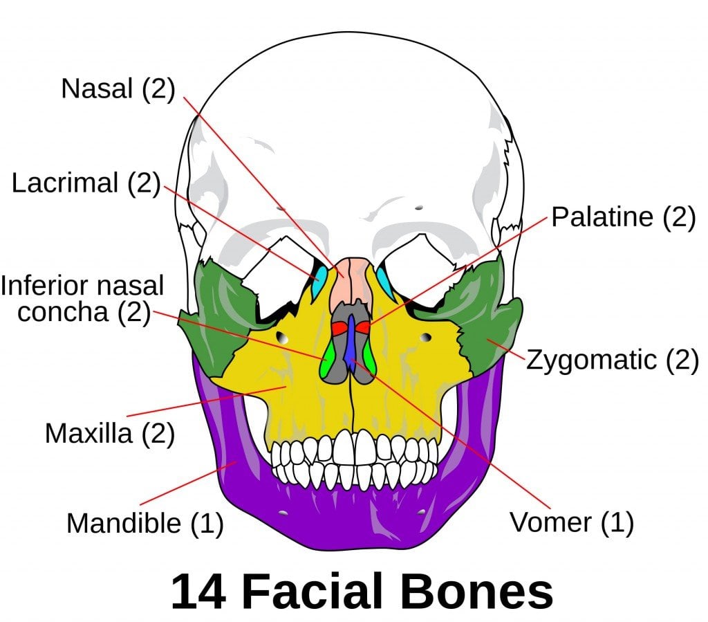 Which Bones Make Up Our Skull?