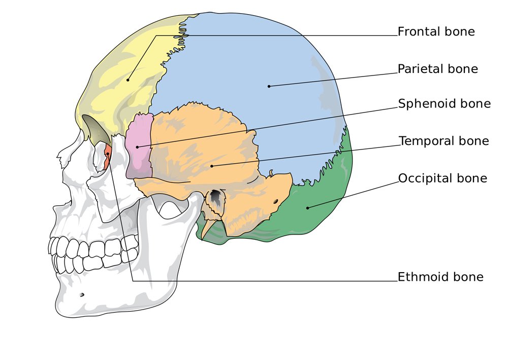 Which Bones Make Up Our Skull?