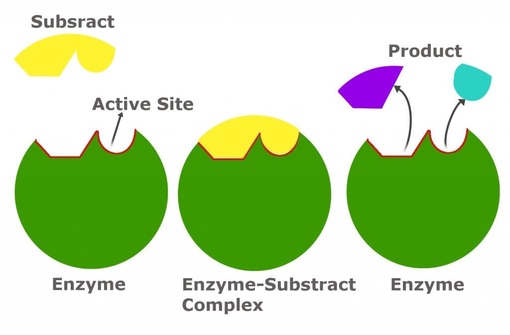 Feedback Inhibition Definition, Example and A Brief Explanation