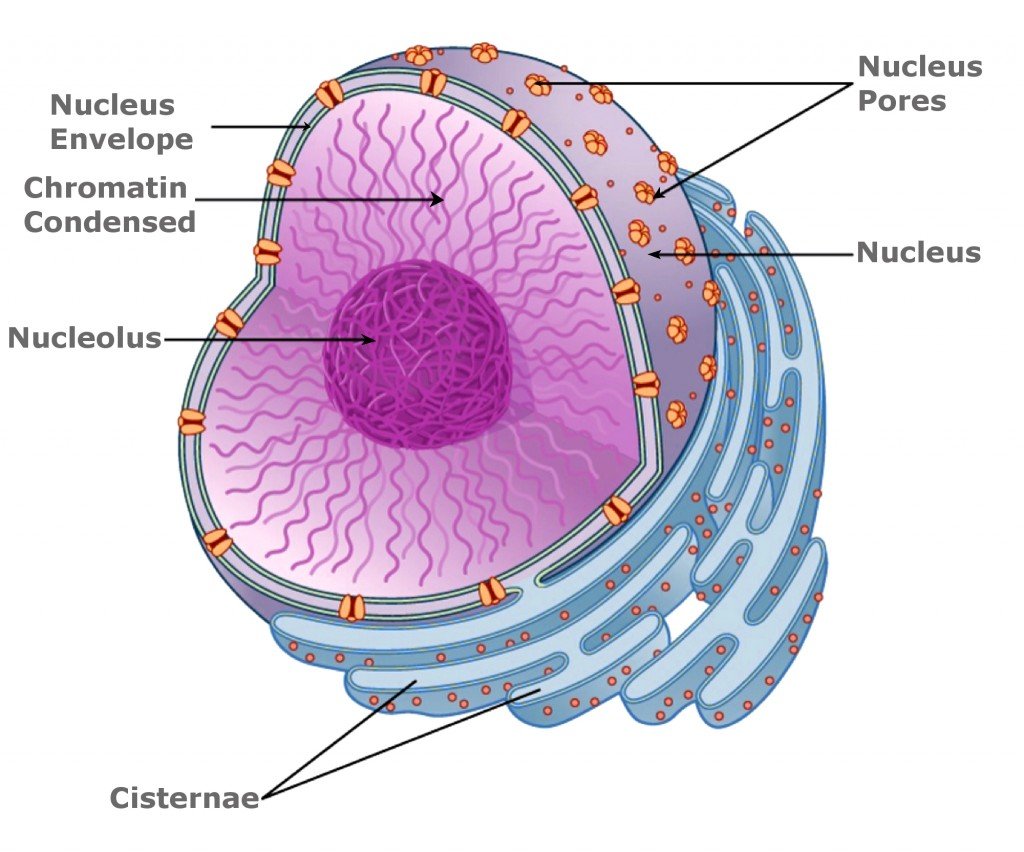 Nucleoplasm Definition, Composition, And Function